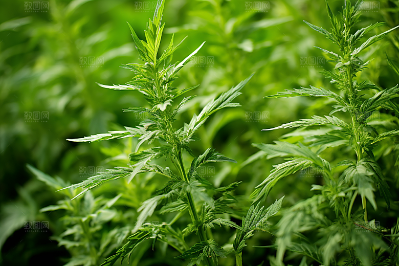 艾草蒿草青团摄影图