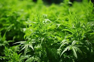 艾草清明糯米团摄影图
