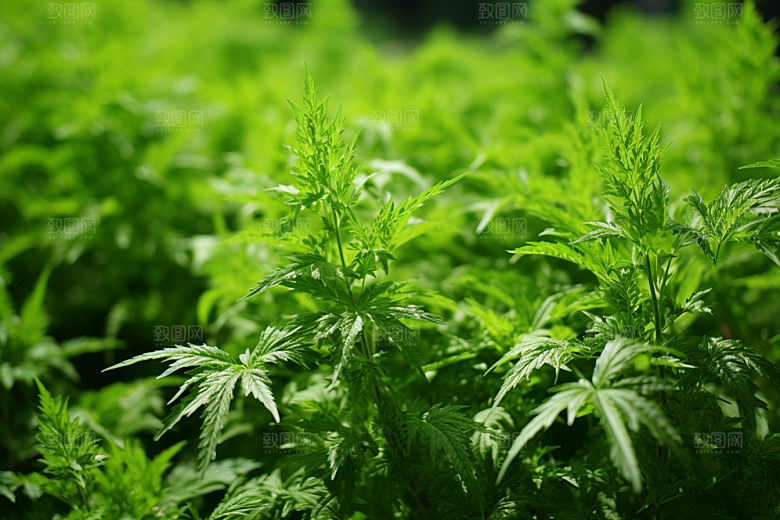 艾草清明糯米团摄影图