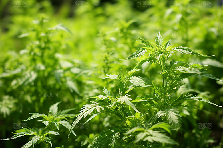 艾草中式糕点糯米团摄影图