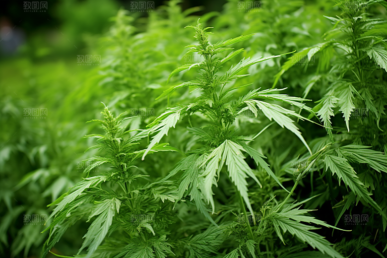 艾草艾叶糯米团摄影图