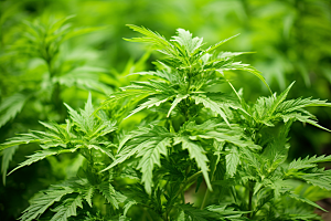 艾草清明高清摄影图