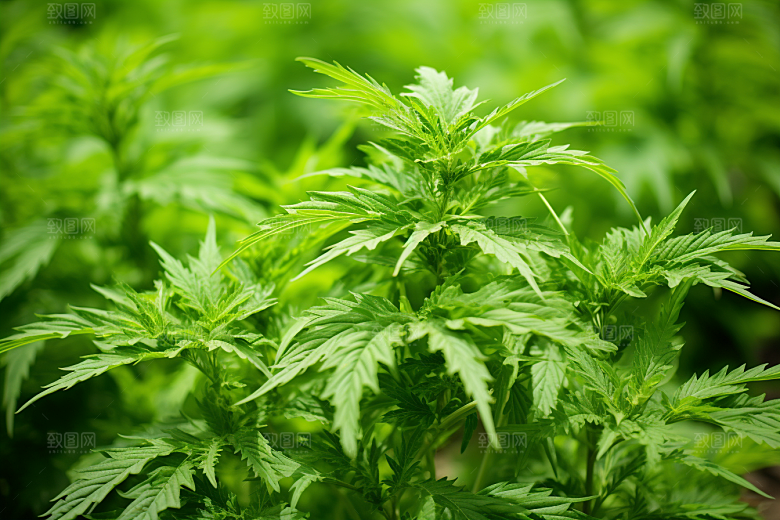 艾草清明高清摄影图