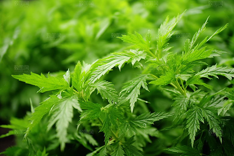 艾草传统文化糯叽叽摄影图