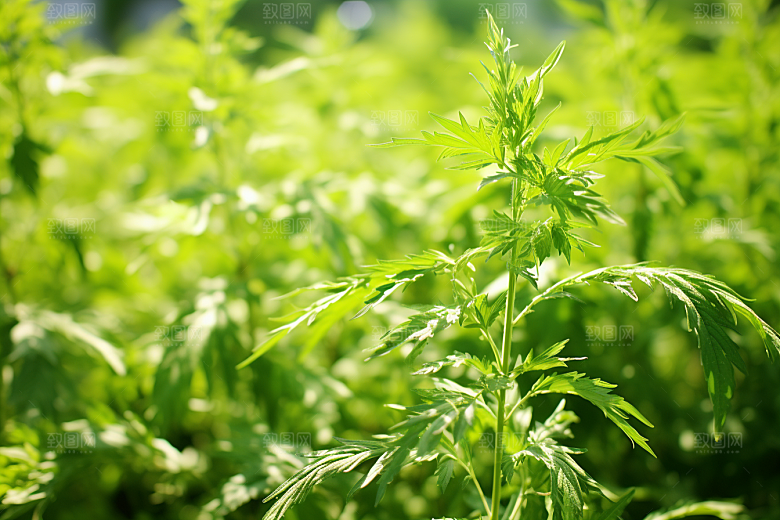 艾草清明传统文化摄影图