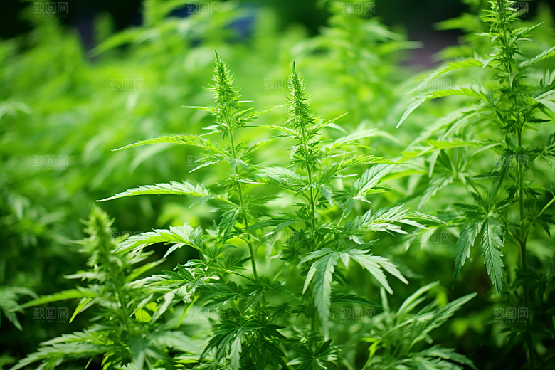 艾草美食高清摄影图