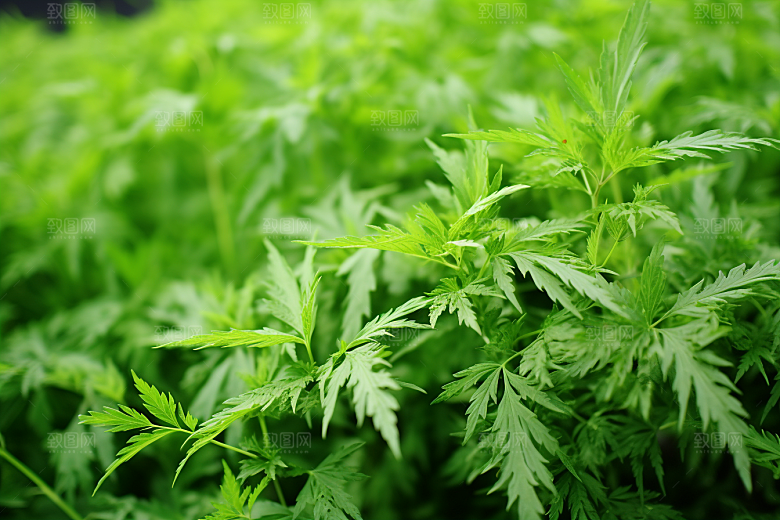 艾草青团美食摄影图