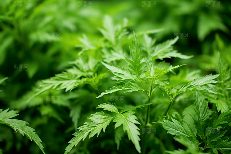 艾草糯米团中式糕点摄影图