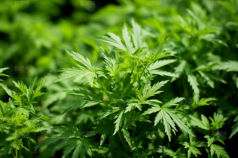 艾草中式糕点蒿草摄影图