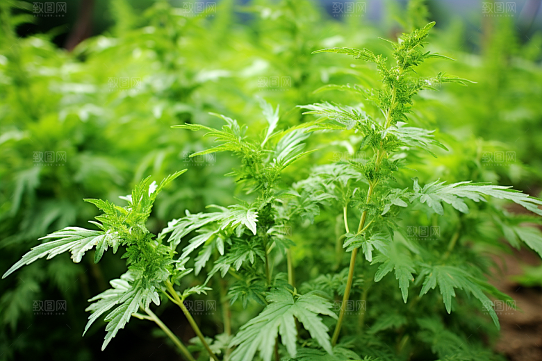 艾草清明高清摄影图