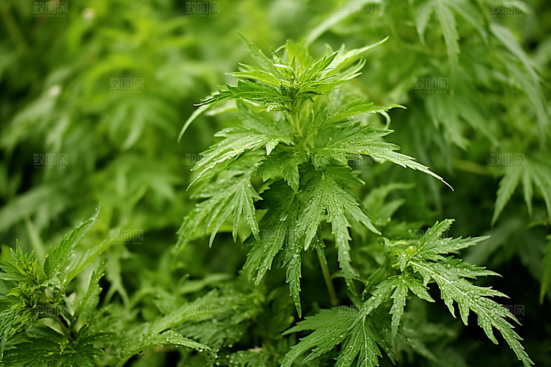 艾草糯米团美食摄影图