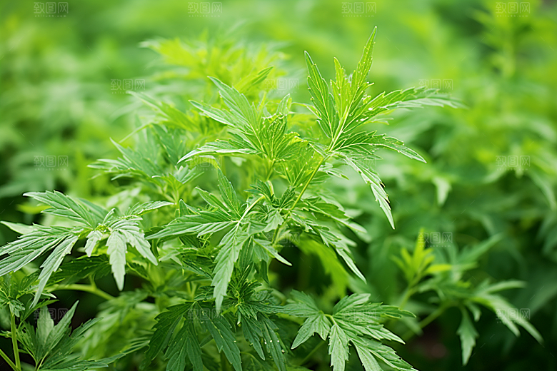 艾草艾叶美食摄影图
