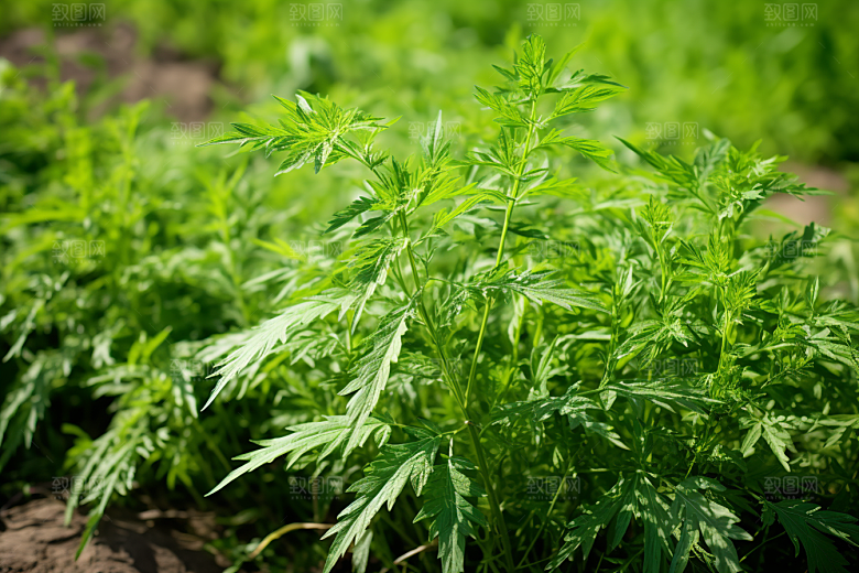 艾草蒿草清明摄影图