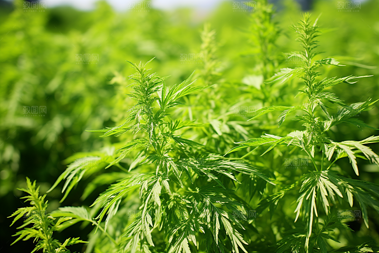 艾草高清艾叶摄影图