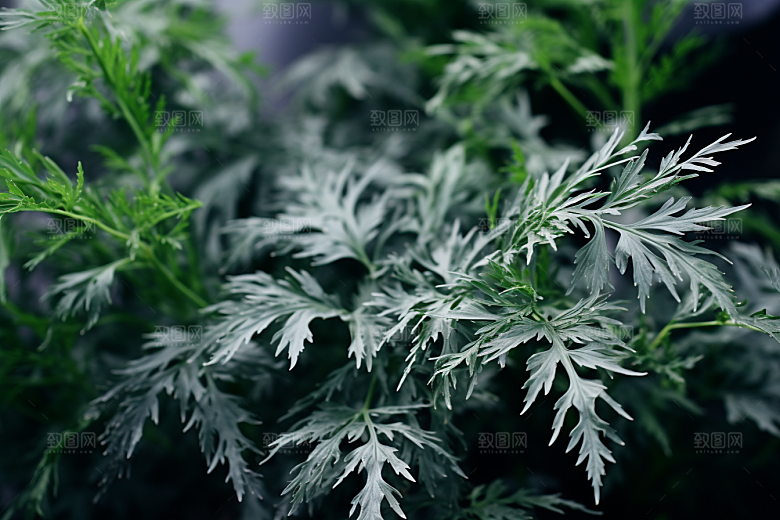 艾草糯米团中式糕点摄影图