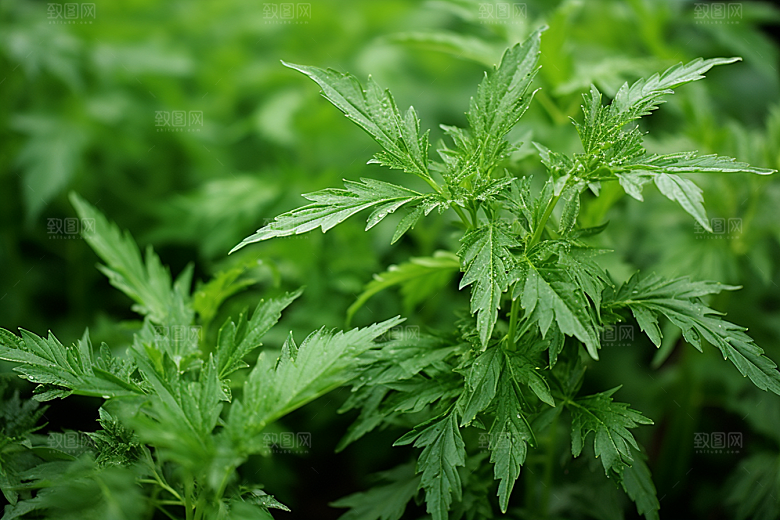 艾草糯米团高清摄影图