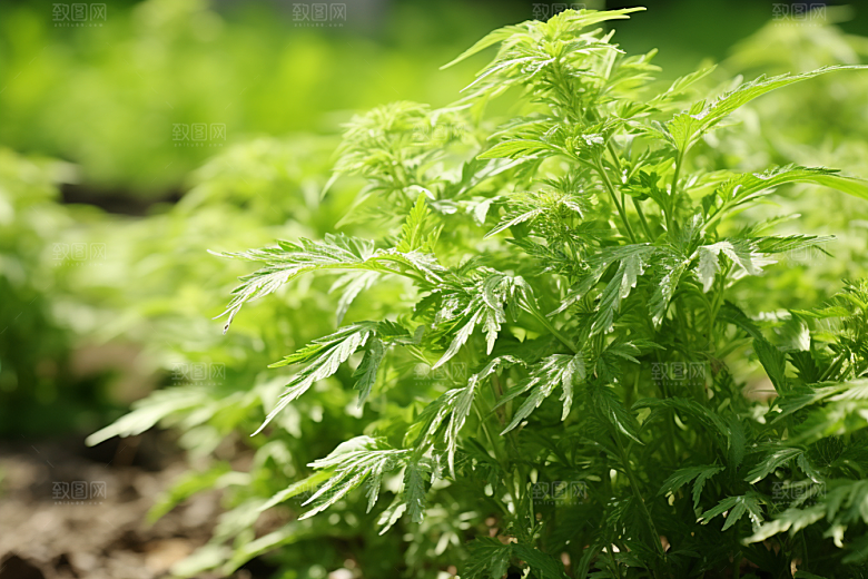 艾草中式糕点清明摄影图
