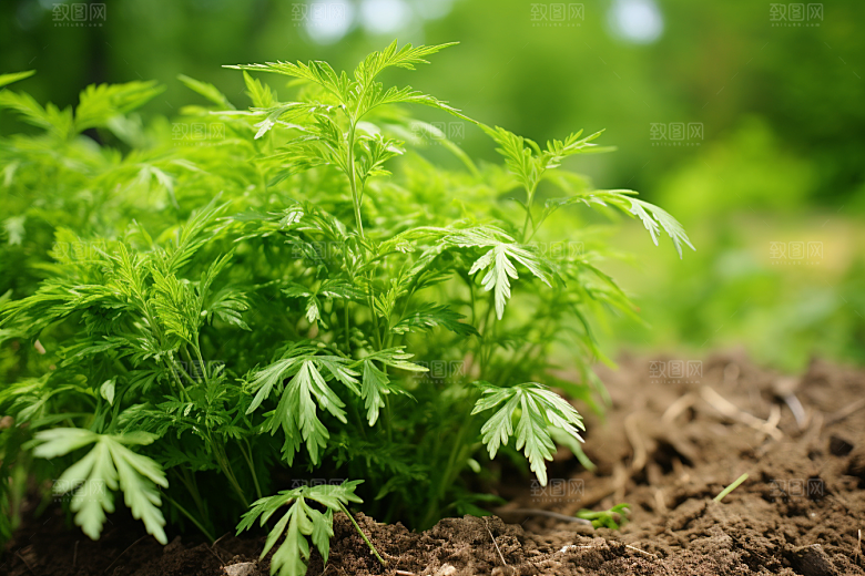 艾草糯米团艾叶摄影图