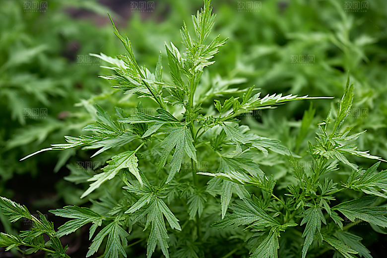 艾草传统文化中式糕点摄影图