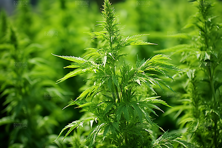 艾草青团艾叶摄影图