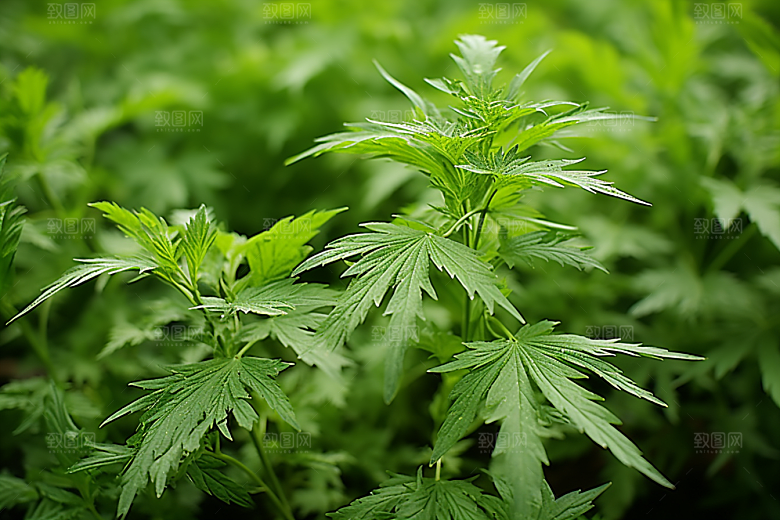 艾草中式糕点传统文化摄影图
