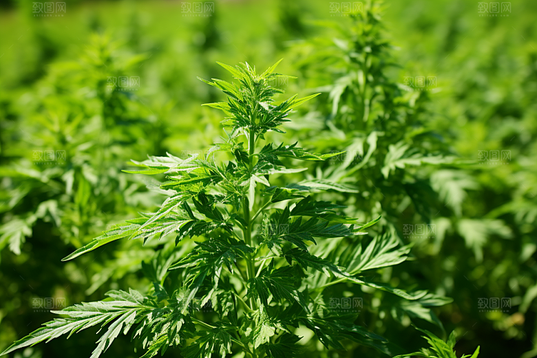 艾草糯叽叽糯米团摄影图