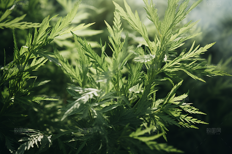 艾草中式糕点高清摄影图