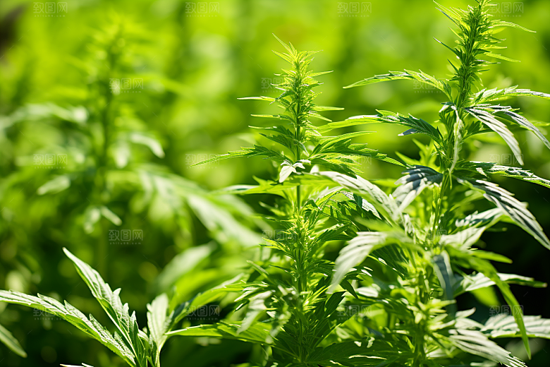 艾草糯叽叽蒿草摄影图