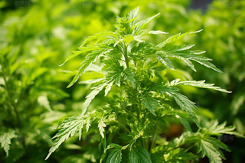 艾草艾叶蒿草摄影图