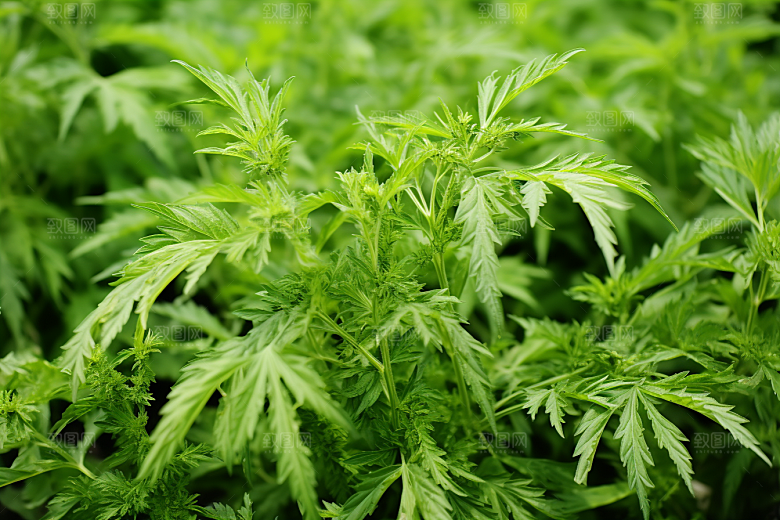 艾草青团美食摄影图