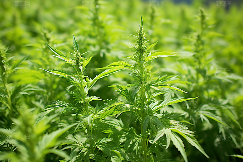 艾草糯叽叽高清摄影图