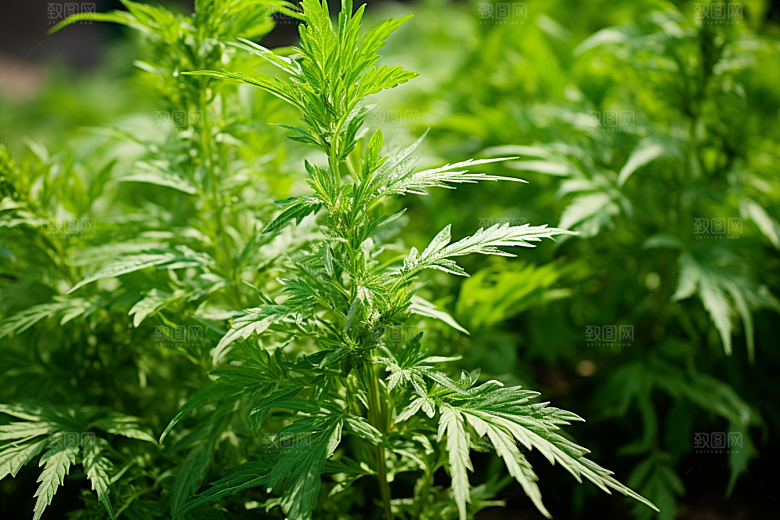 艾草中式糕点清明摄影图