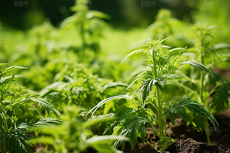 艾草蒿草高清摄影图