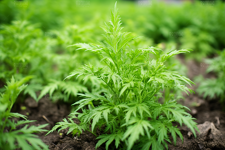 艾草中式糕点糯叽叽摄影图