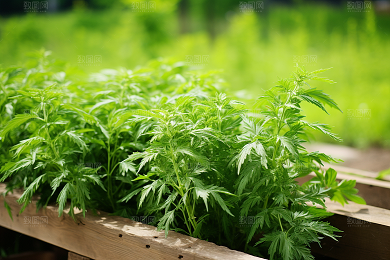 艾草糯叽叽蒿草摄影图