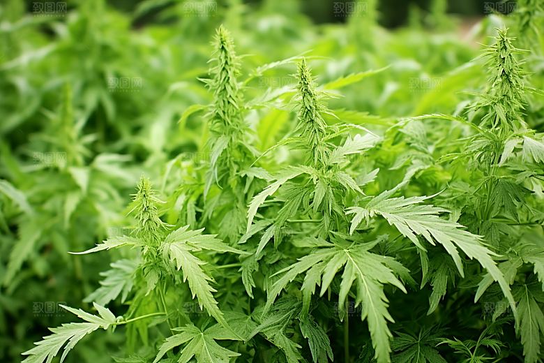 艾草美食青团摄影图