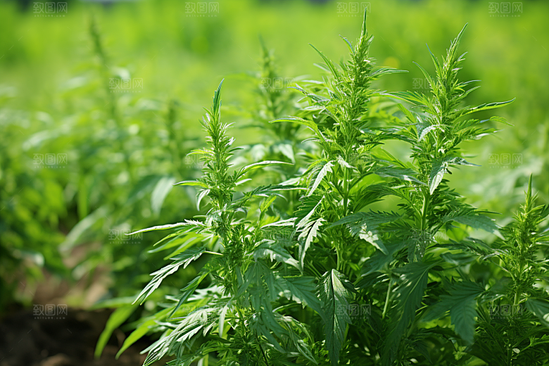 艾草蒿草艾叶摄影图