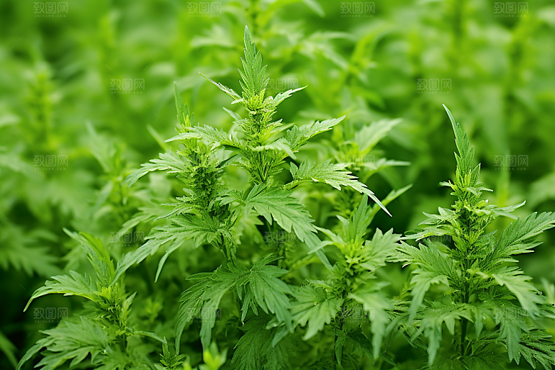 艾草糯米团糯叽叽摄影图