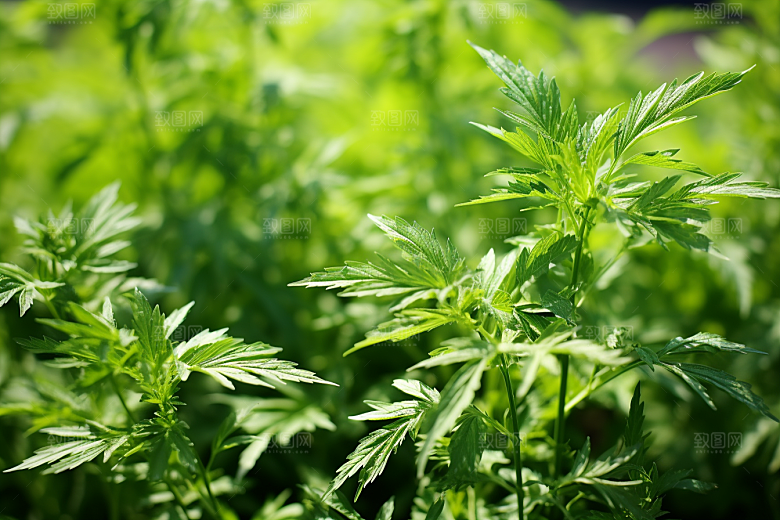 艾草清明美食摄影图