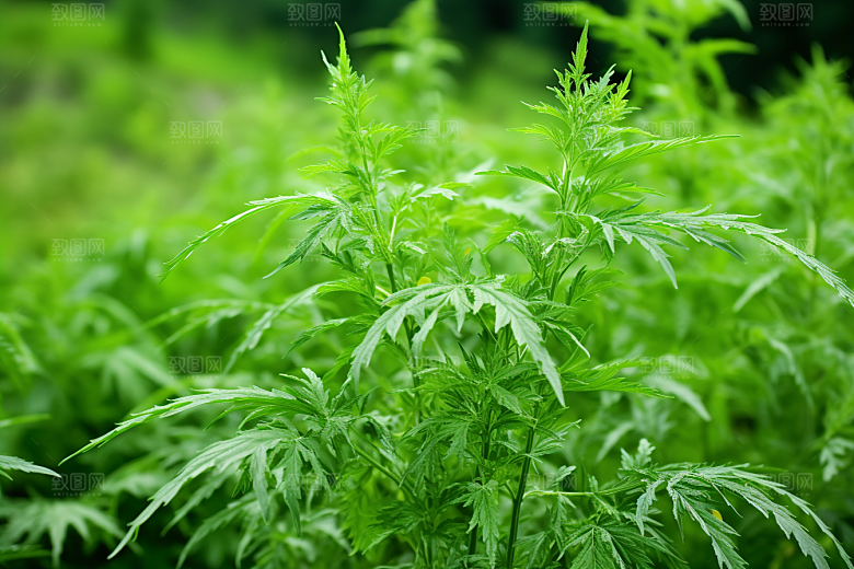 艾草传统文化糯叽叽摄影图