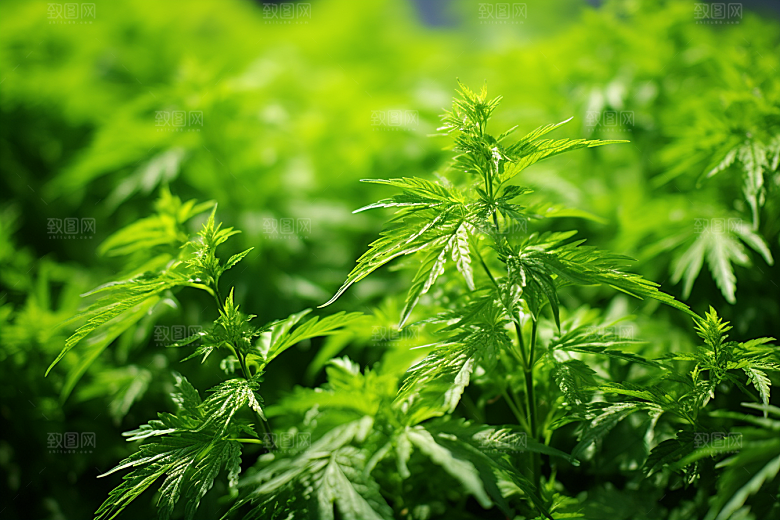 艾草青团糯米团摄影图