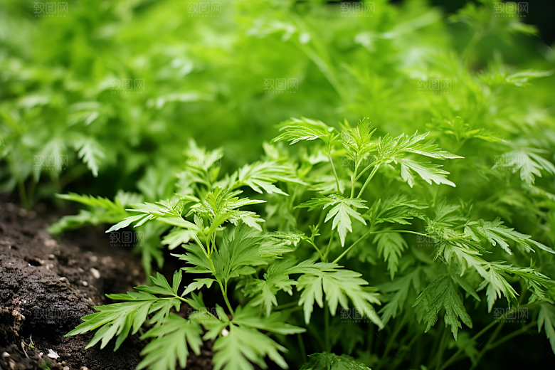艾草美食中式糕点摄影图
