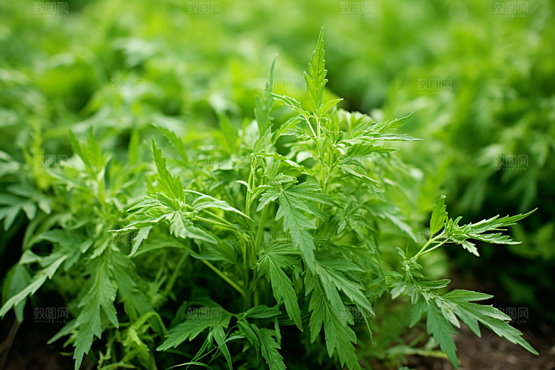 艾草清明高清摄影图