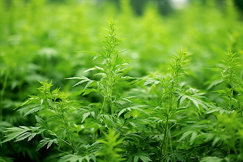 艾草美食中式糕点摄影图