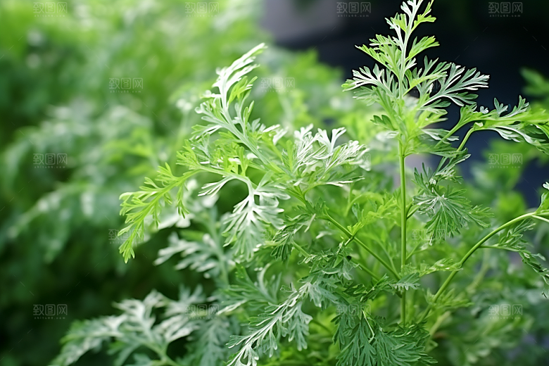 艾草中式糕点高清摄影图