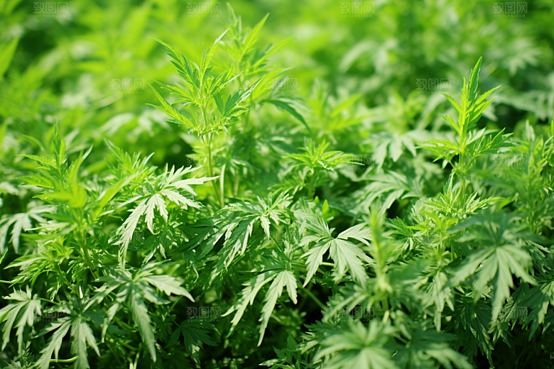 艾草高清艾叶摄影图