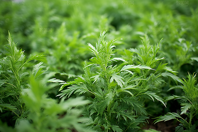 艾草糯米团糯叽叽摄影图