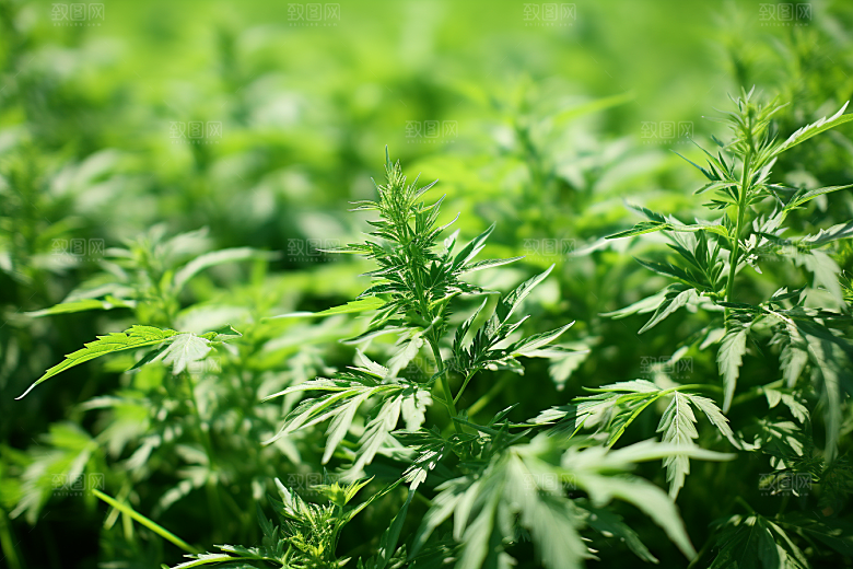 艾草糯米团糯叽叽摄影图