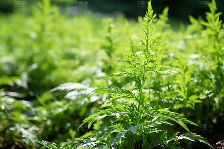 艾草高清清明摄影图