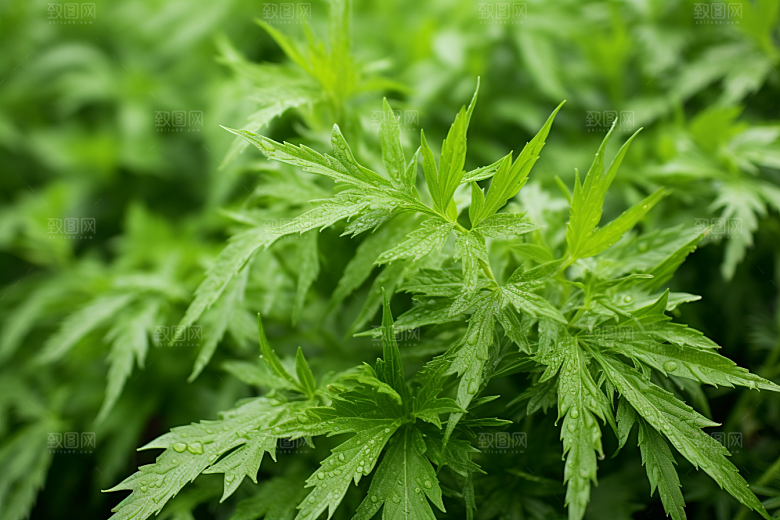 艾草美食高清摄影图